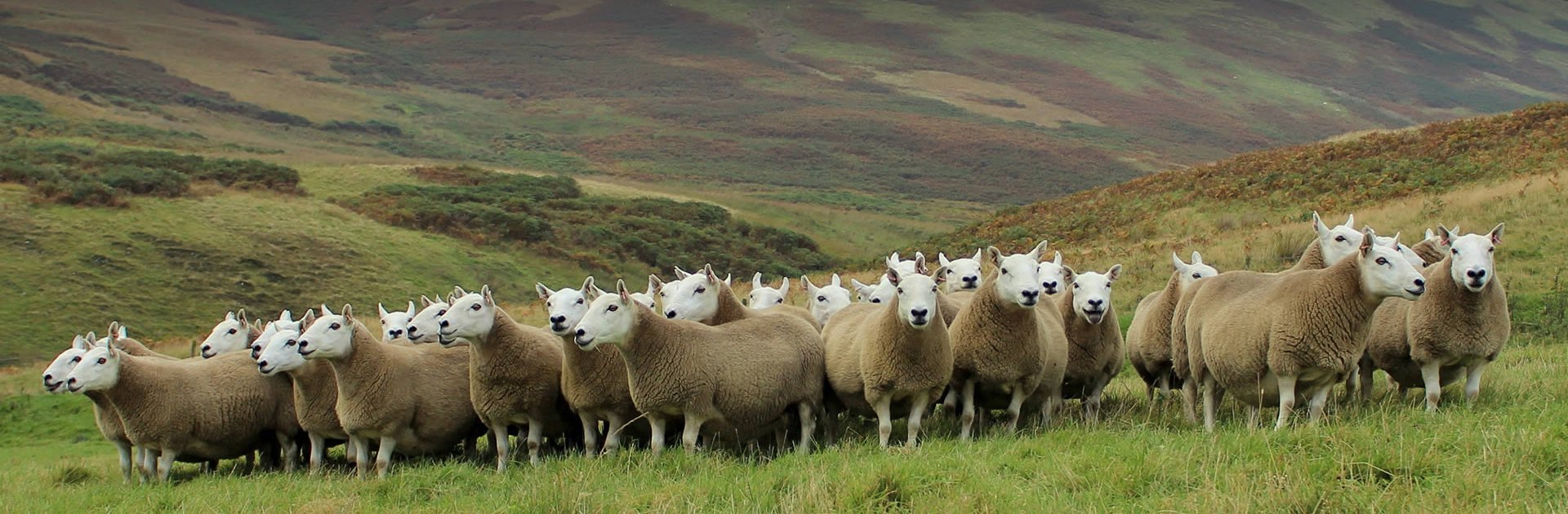 Cheviot Sheep Society