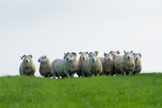 Bloch Shearlings