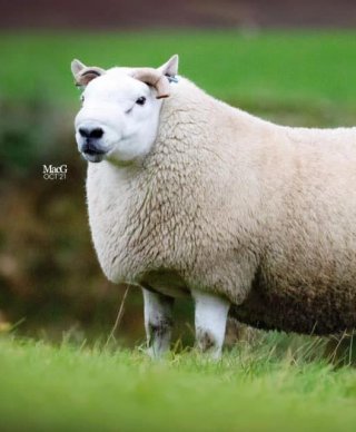 a Cheviot sheep