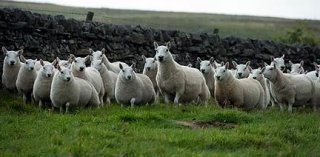 Sundhope Cheviot Ewes And Lambs