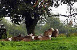 Glengeith Cheviot Sheep