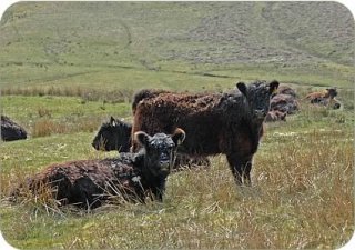 Galloway Cattle Hindhope Farm