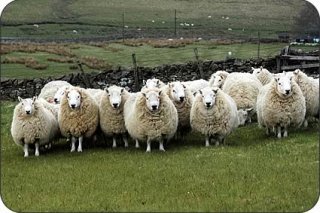 Hindhope Cheviot Sheep