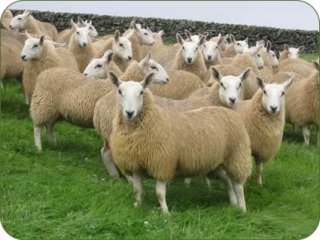 Crossdykes Cheviot Mules