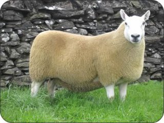 Crossdykes Cheviot Show Ewe