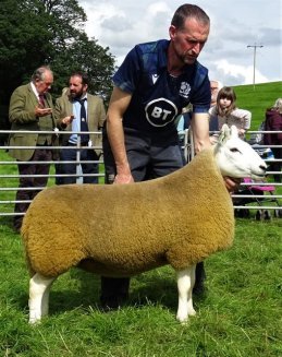 Crossdykes Gimmer