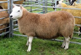 Stirkfield Ewe