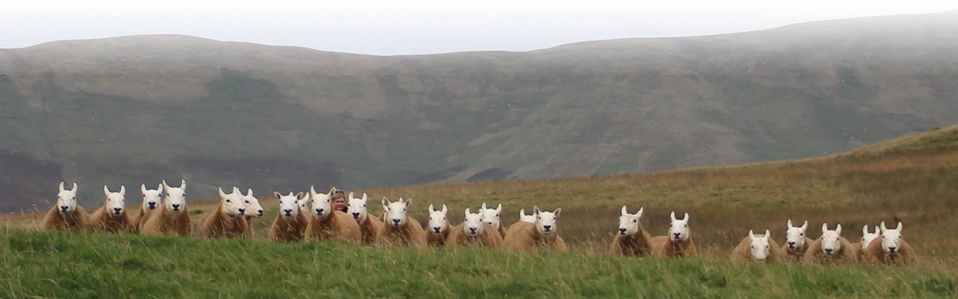 Cheviot Sheep Scottish Borders