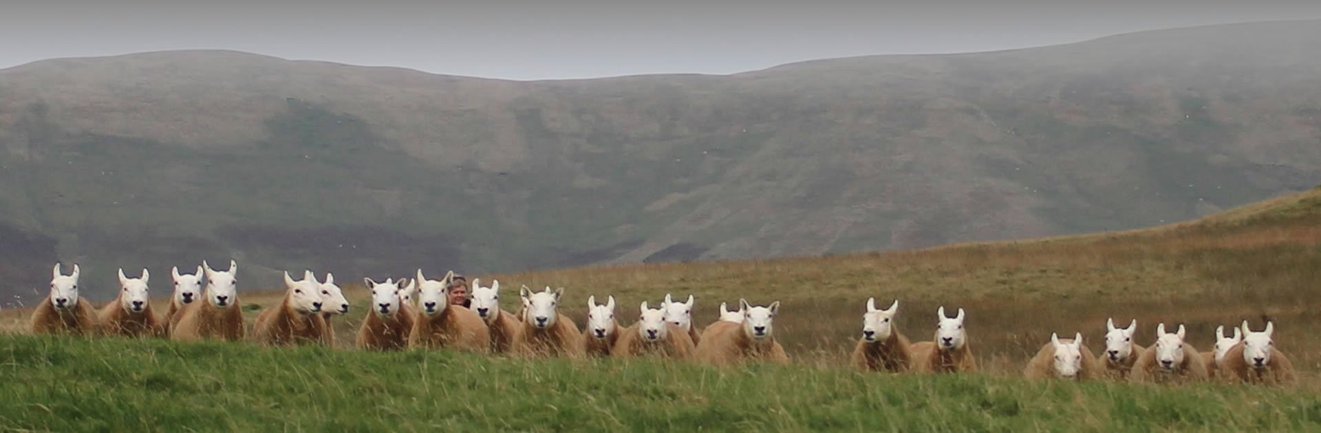 Cheviot Sheep Society Scottish Borders