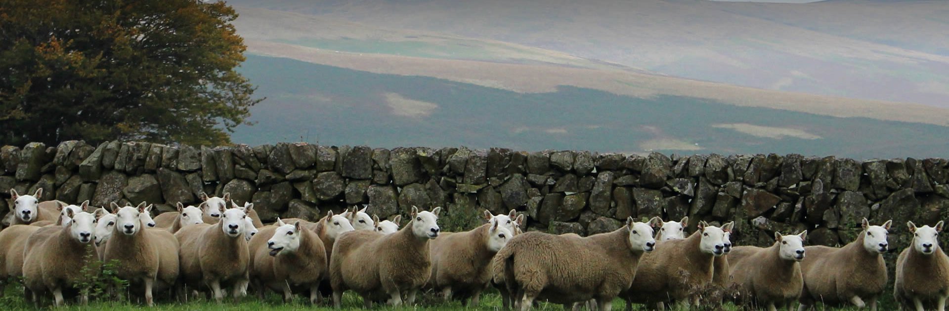 Cheviot Sheep Society Uk