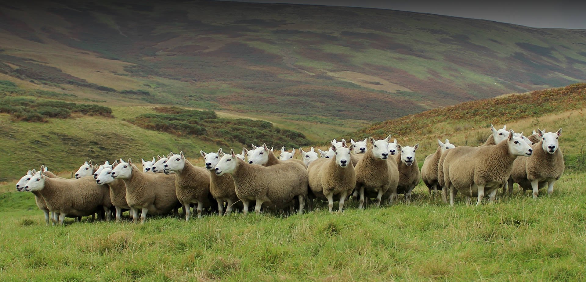 Cheviot Sheep Society