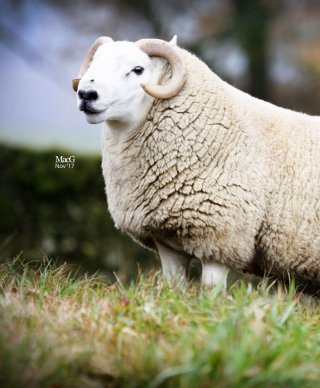 sheep cheviot society breed