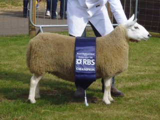 Highland Show Champion 2014