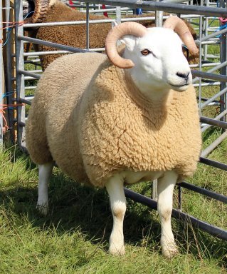 cheviot sheep features country society