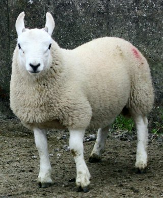 sheep cheviot society know breed