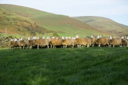 Hoghillcavers Ewes