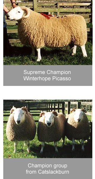 Cheviot Ram Sales 1999