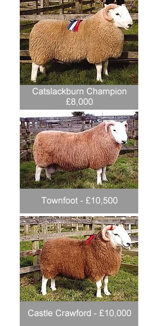 Cheviot Ram Sales 2002