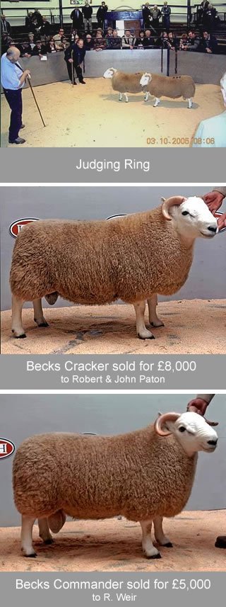 Cheviot Ram Sales 2005