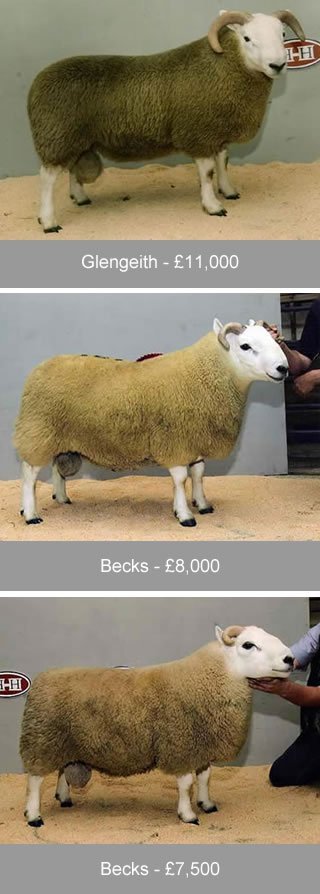 Cheviot Ram Sales 2006