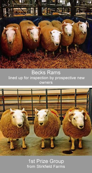 Cheviot Ram Sales 2007 3