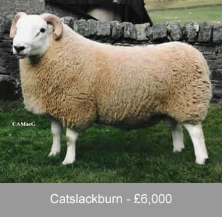 Cheviot Ram Sales 2007