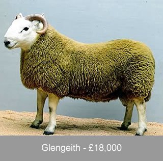 Cheviot Ram Sales 2008