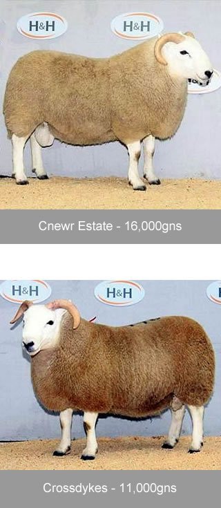 Cheviot Ram Sales 2012