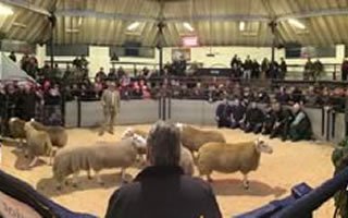 Cheviot Ram Sales 2014